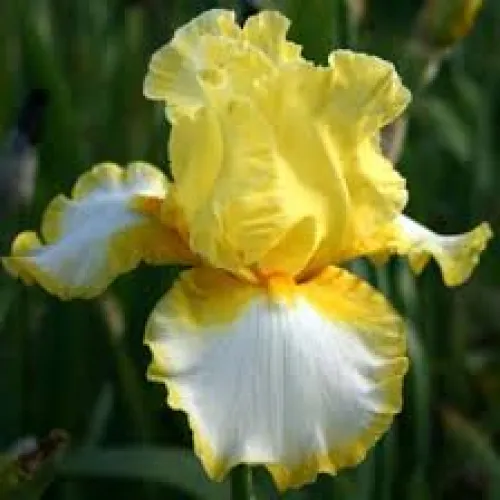 Iris Germania Yellow/White 